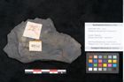 Foto (Objekt + Etikett) von Flabellaria sublongirhachis Ettingshausen (NHMW-GEO-2024-0188-10245)